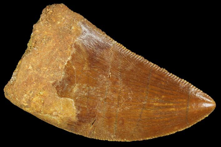 Juvenile Carcharodontosaurus Tooth - Real Dinosaur Tooth #93114